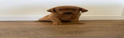 Goldador dogs for sale: Fantastic red goldador puppies  - Advert 17