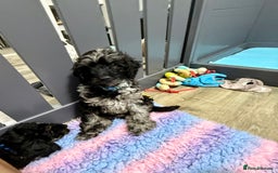 Cavapoo dogs for sale: READY NOW! Adorable Phantom F1b Cavapoo puppies  - Image 11