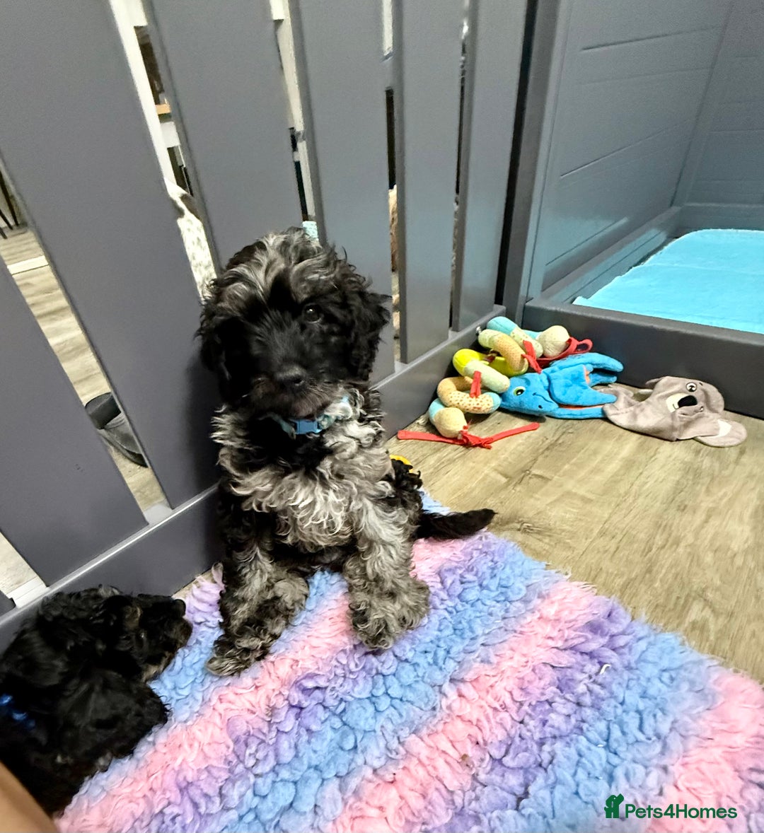 Cavapoo dogs for sale: READY NOW! Adorable Phantom F1b Cavapoo puppies  - Image 11