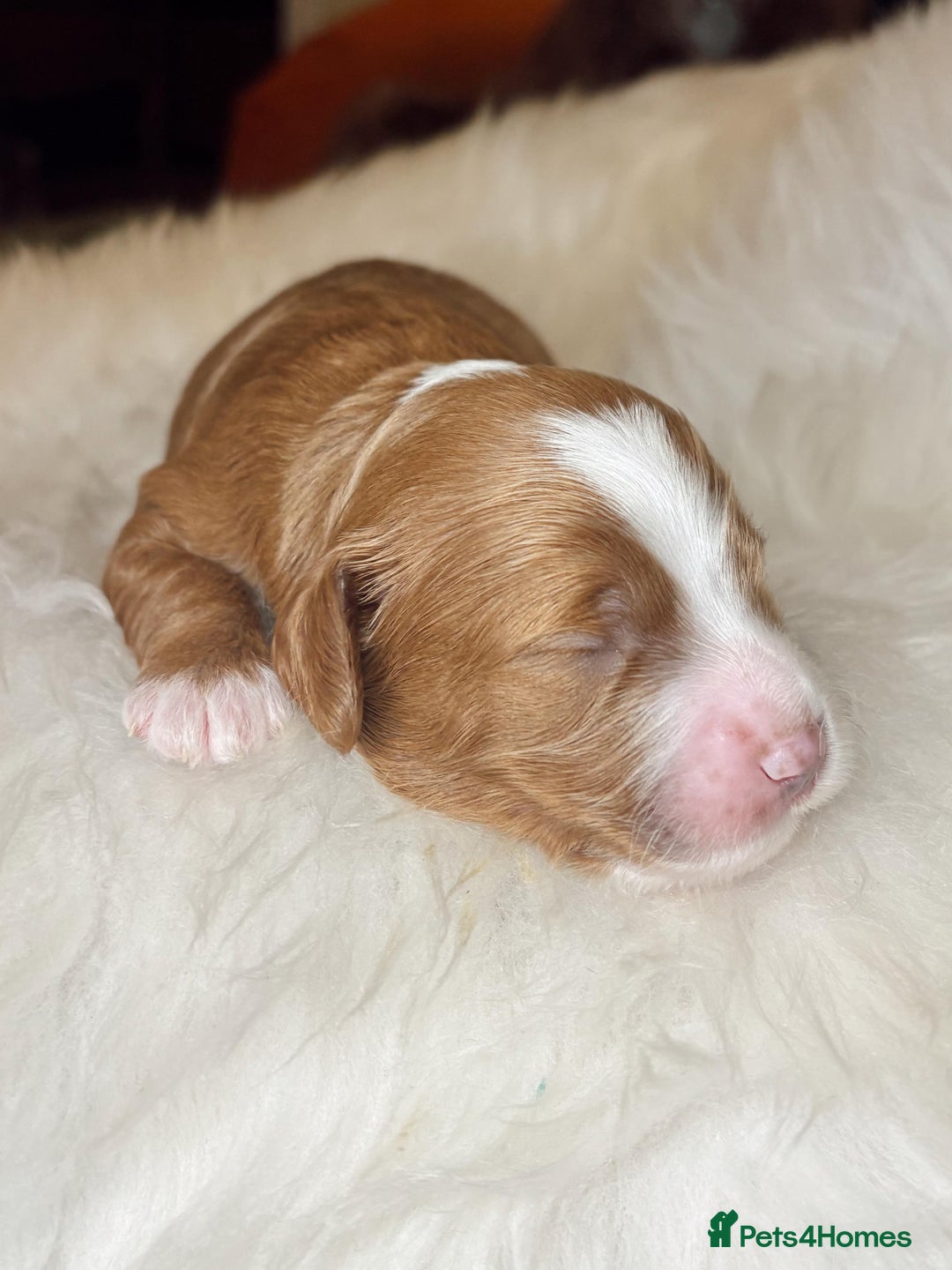 Cavapoo dogs for sale: F1 Toy red cavapoos  - Advert 8