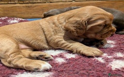 Cocker Spaniel dogs for sale: CUDDLY LITTER OF COCKER SPANIELS,TESTED PARENTS - Image 9