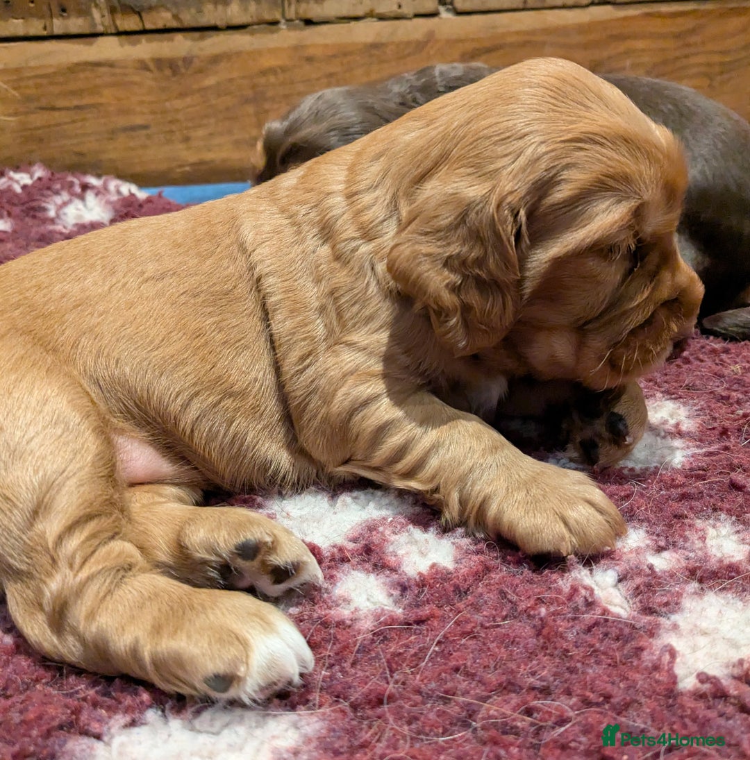 Cocker Spaniel dogs for sale: CUDDLY LITTER OF COCKER SPANIELS,TESTED PARENTS - Image 9