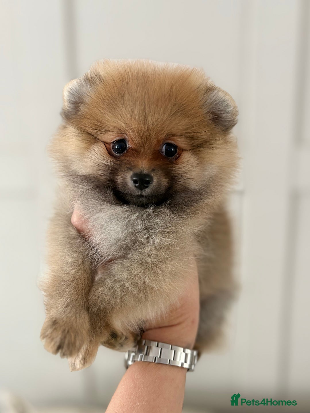Pomeranian dogs for sale: Pomeranian tiny orange female   🧡🍊🐾 - Image 4