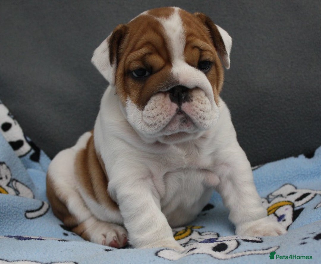 English Bulldog dogs for sale: English Bulldog Boy, 14 Weeks For Sale - Advert 7