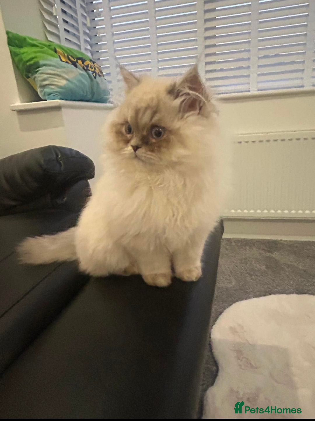Ragdoll cats for sale: Blue bicolour point perdoll kitten for sale - Advert 3