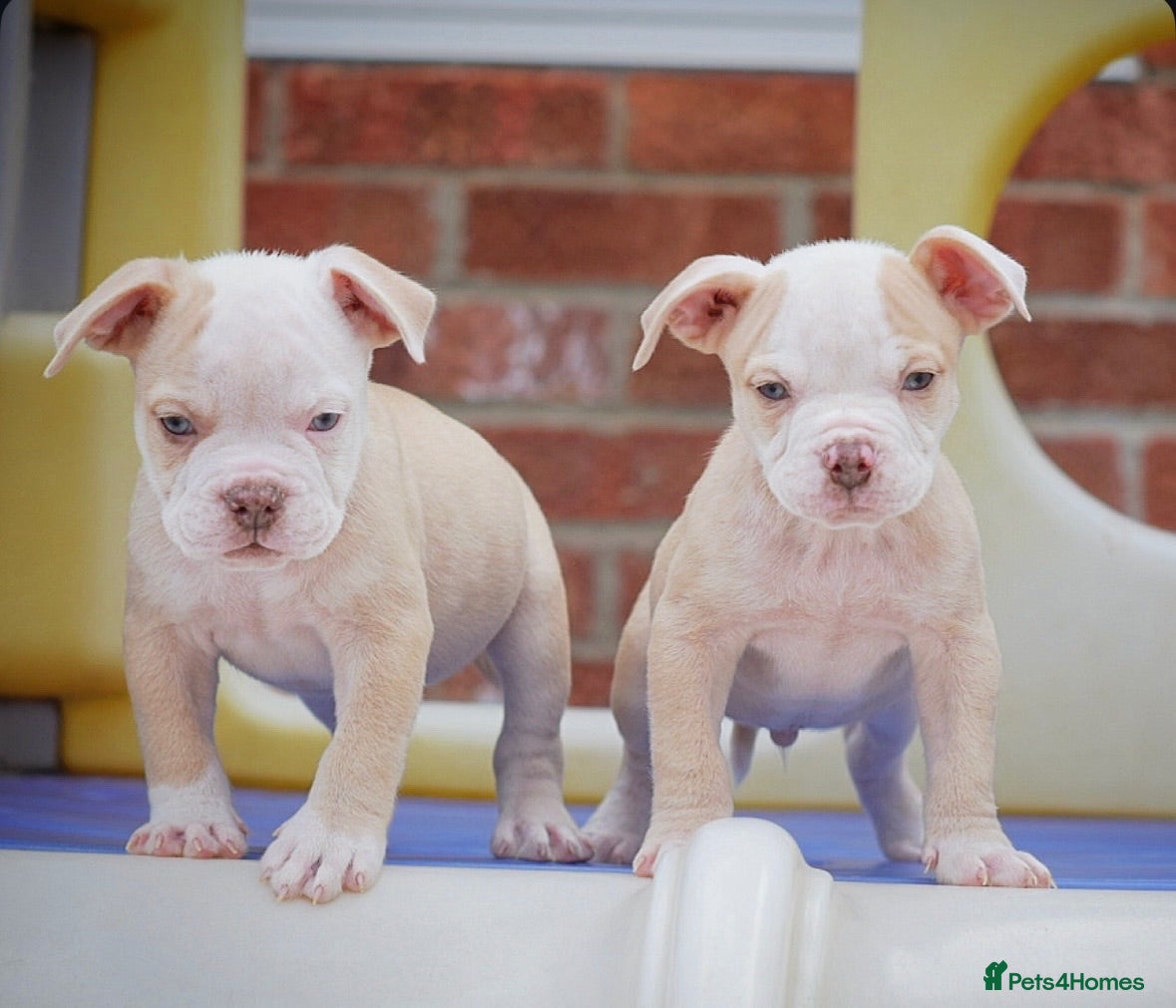Olde English Bulldogge dogs 24 years 5⭐️Licensed & Registered, uk No 1  - Advert 19
