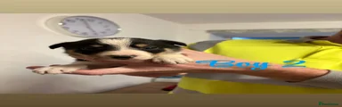 Border Collie 2