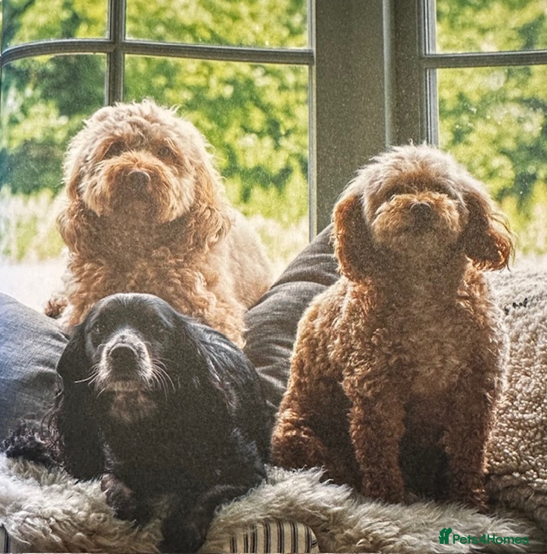 Cockapoo dogs for sale: BLACK COCKAPOOS - Image 8