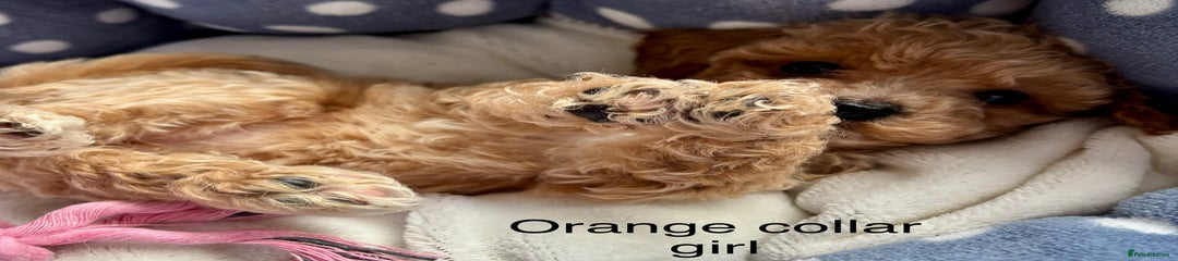 Cavachon Puppy 3 Orange Collar