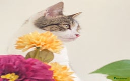 Domestic Shorthair cats for sale: Caring, Friendly 1-Year-old cat- Ready to Rehome - Image 2