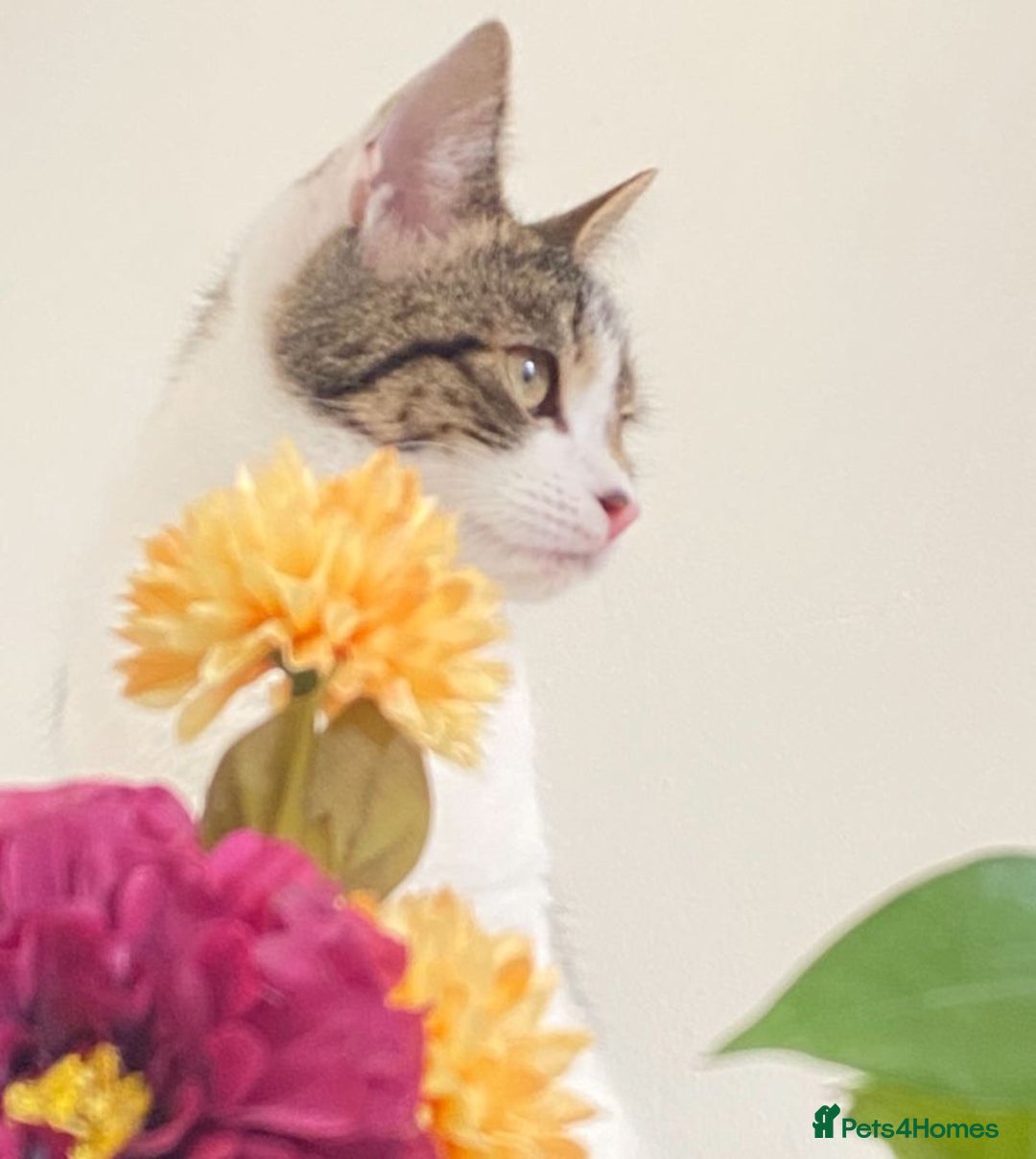 Domestic Shorthair cats for sale: Caring, Friendly 1-Year-old cat- Ready to Rehome - Image 2