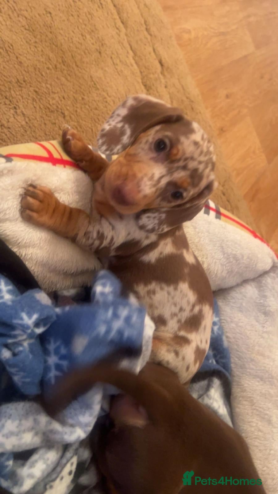 Dachshund dogs Dachshund for sale  - Advert 2