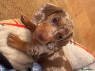 Dachshund dogs Dachshund for sale - Advert 12