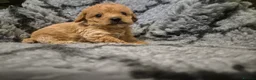 Mixed Breed dogs for sale: Asian cross toy poodle beautiful puppies - Advert 18