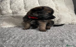 Belgian Shepherd Dog dogs for sale: Belgian malinois puppies - Image 6