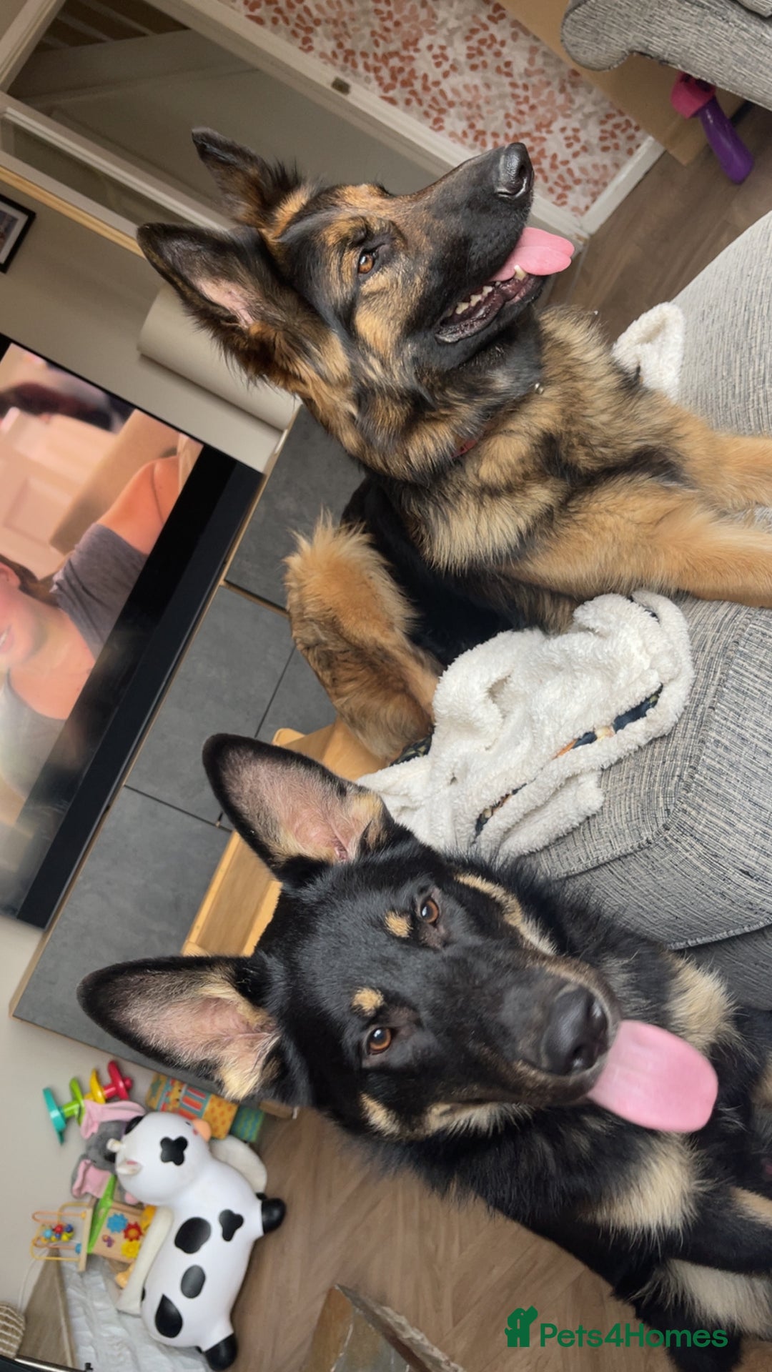 German Shepherd dogs for sale: German shepherd puppies  - Image 31