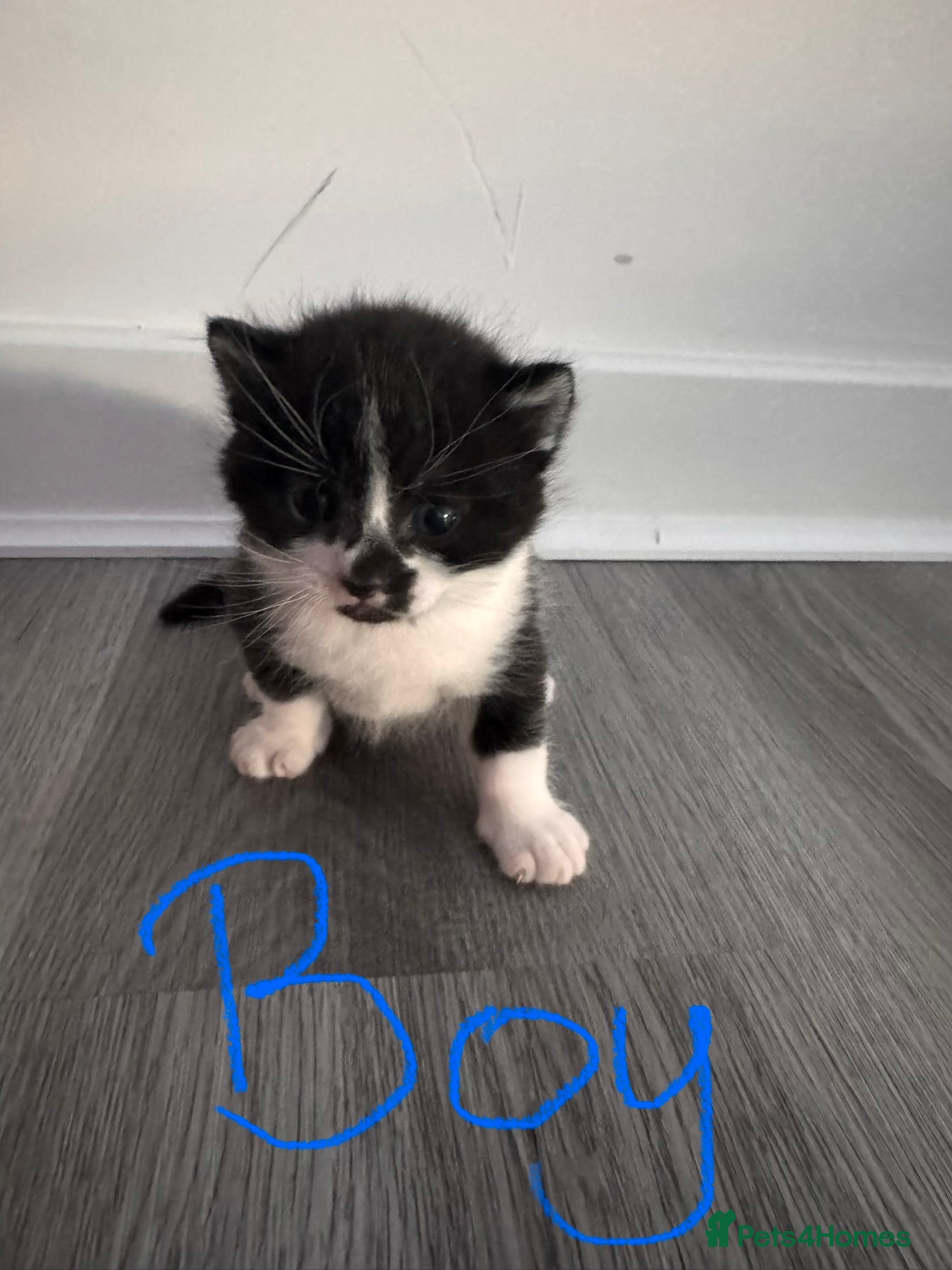 Mixed Breed cats for sale: 4 Adorable Kittens Looking For Forever Homes - Advert 4