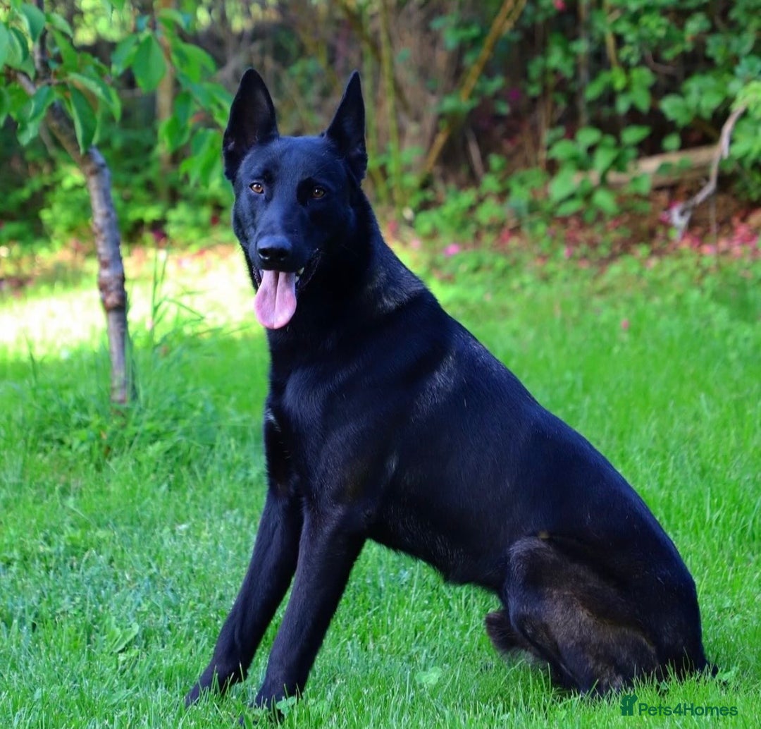 Belgian Shepherd Dog dogs for stud: Belgian malinois  - Advert 8