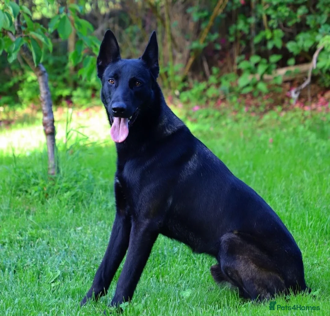 Belgian Shepherd Dog dogs for stud: Belgian malinois  - Advert 8