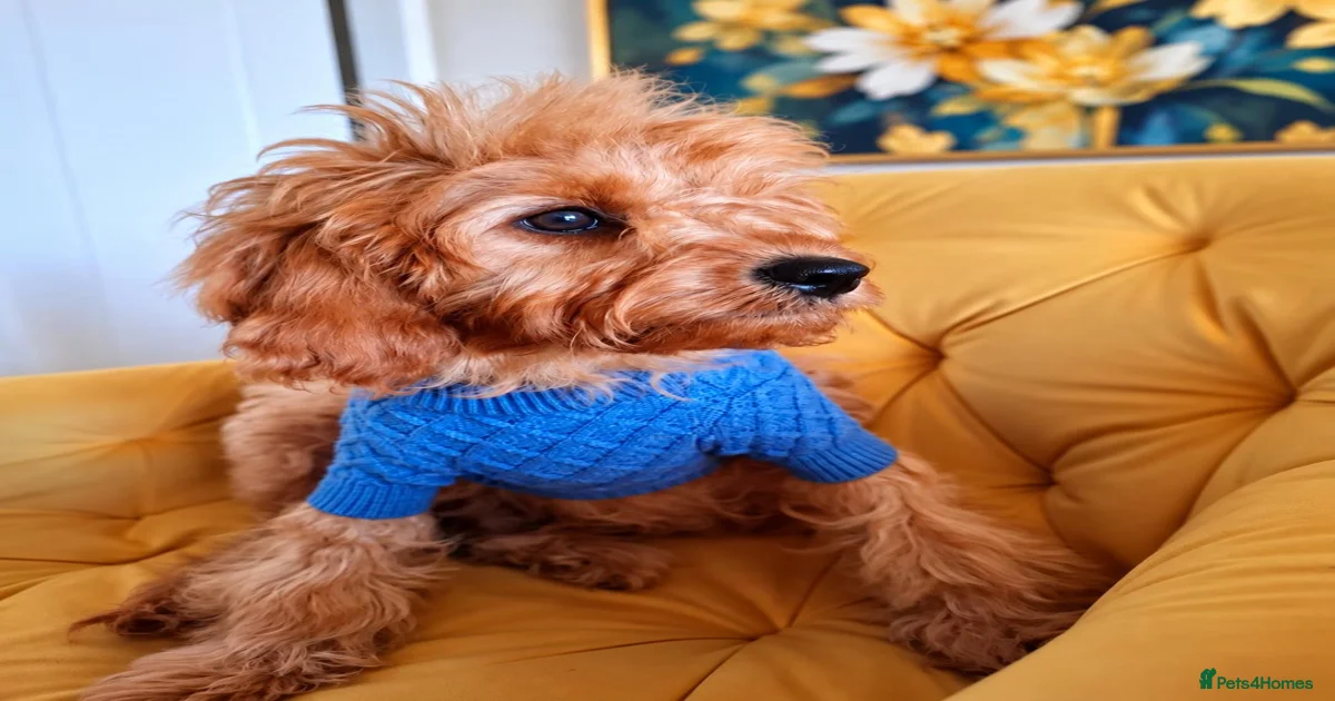 Cavapoo puppies Puppies for sale | Pets4Homes
