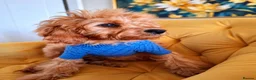 Cavapoo dogs for sale:  F1 Cavapoo 1Boy Available ready now 💚 - Advert 1