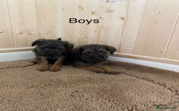 Border Terrier dogs for sale: Border terrier pups  - Image 7