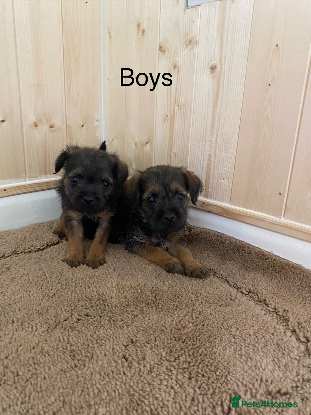 Border Terrier dogs for sale: Border terrier pups  - Image 7