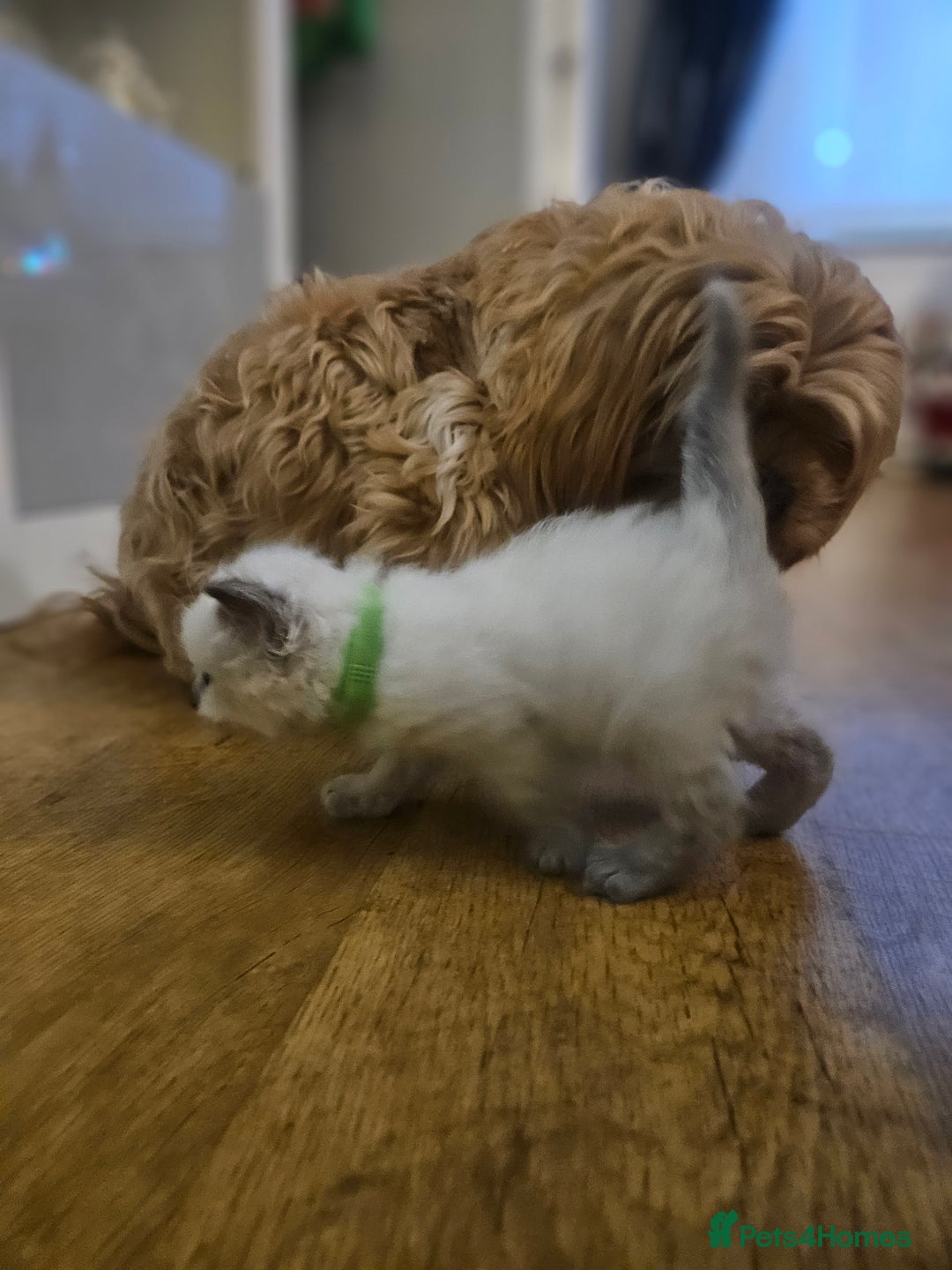 Ragdoll cats for sale: Baby girl and boy ragdoll kittens - Advert 13