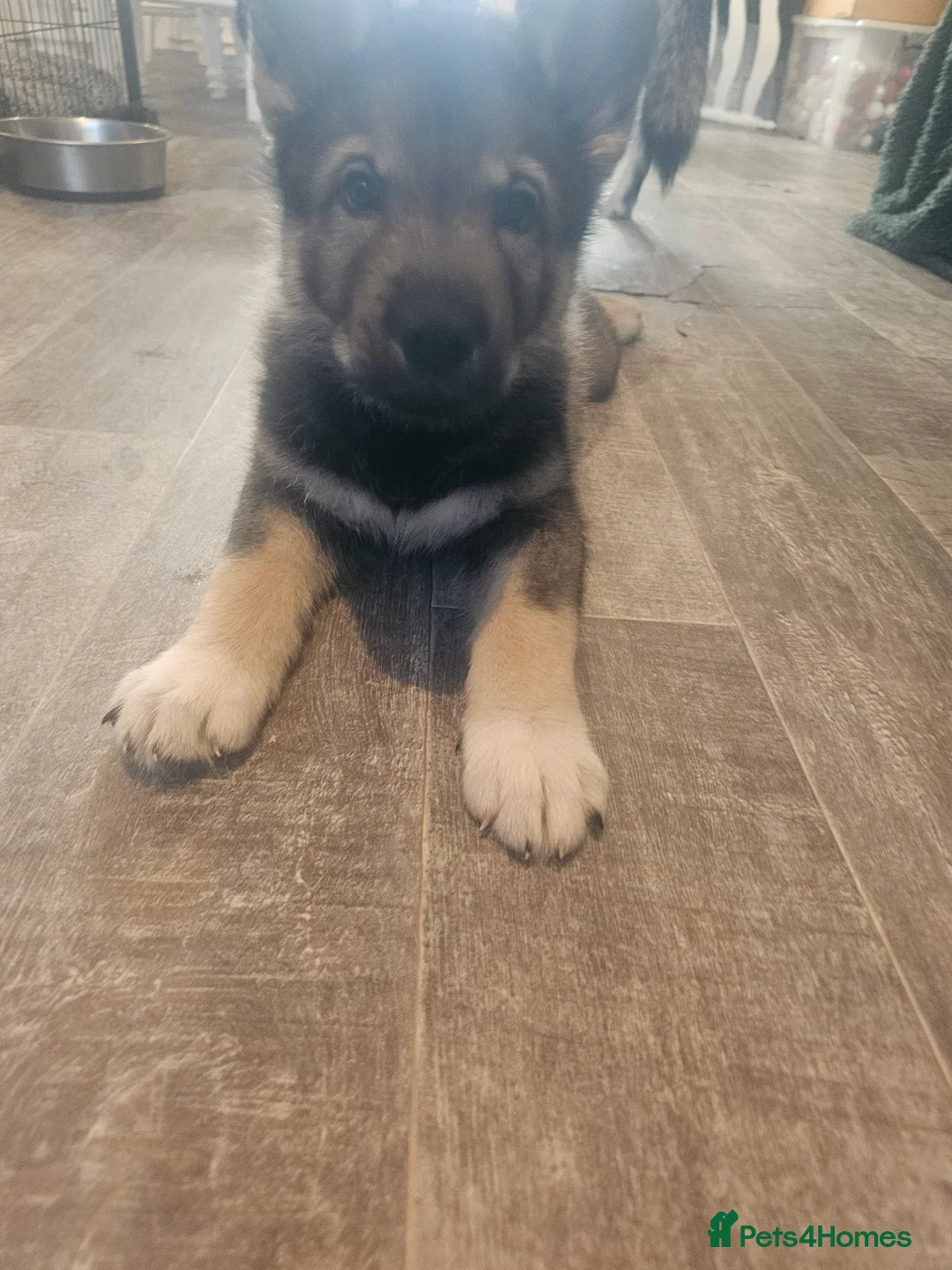 Utonagan dogs for sale: German Shep x Malamute x Husky Puppies - Advert 7