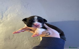 Boxer dogs for sale: Quality KC Boxer Puppies  - Advert 5