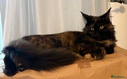 Maine Coon cats for sale: Female Maine com - Image 1