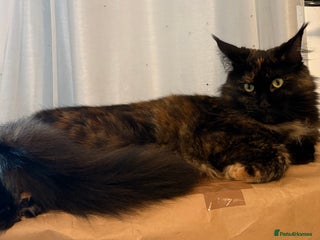 Maine Coon cats - Advert 20