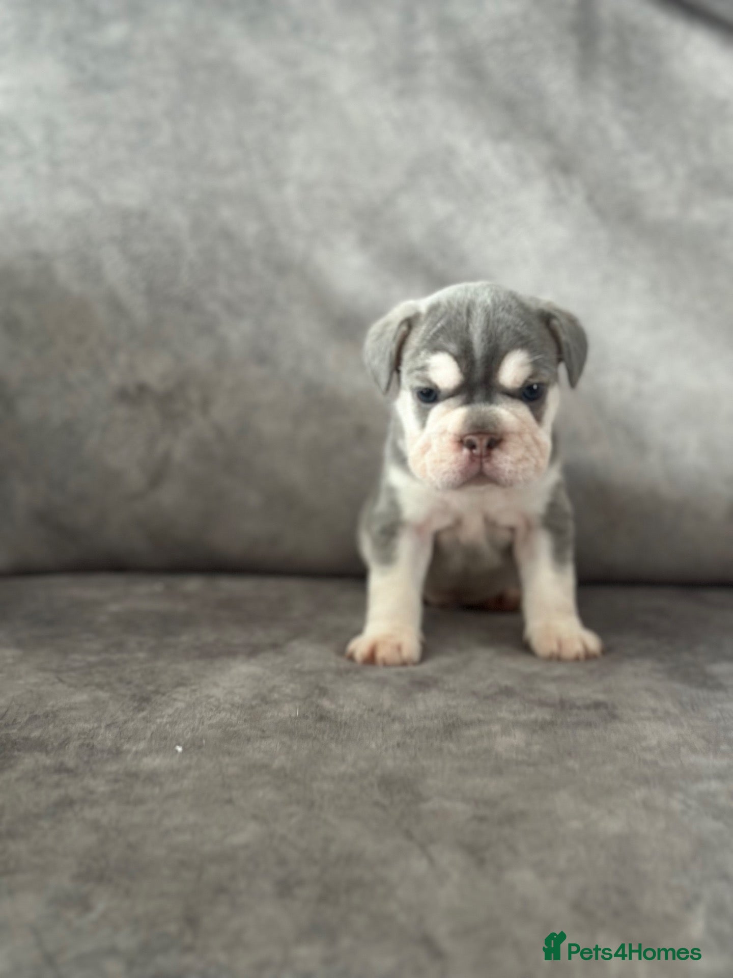 French Bulldog dogs French bull dogs  - Advert 7
