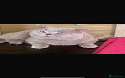 British Shorthair cats for sale: 🍫 🧸Beautiful TICA Registered British Short 🧸🍫 - Image 20