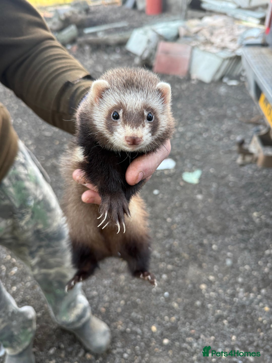 Ferret rodents for sale: Raccoon-coloured ferret girl - Image 1