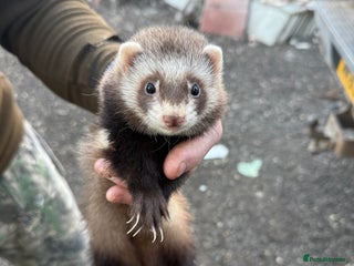 Ferret rodents - Advert 2