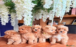 Cairn Terrier dogs for sale: STUNNING F1 cairn-oodle puppies  - Image 22