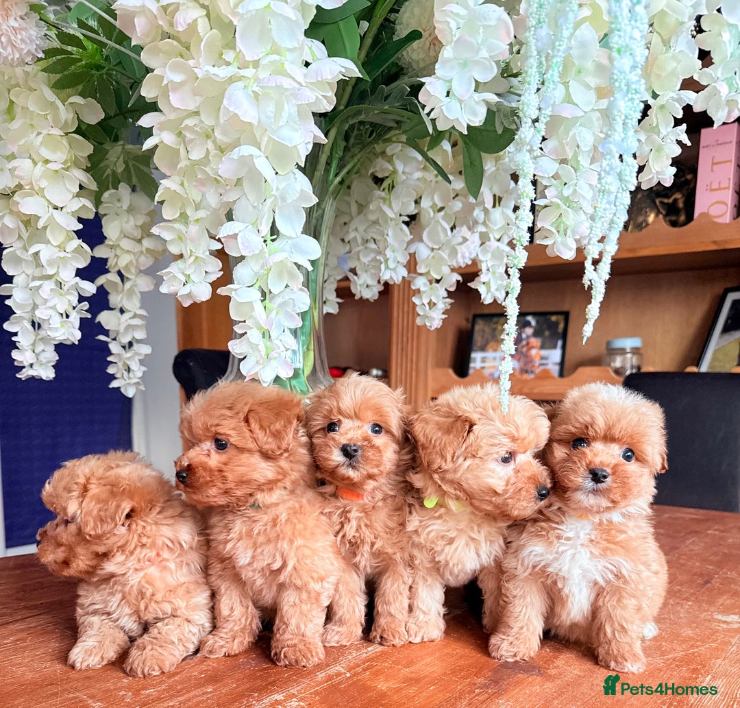 Cairn Terrier dogs for sale: STUNNING F1 cairn-oodle puppies  - Image 22