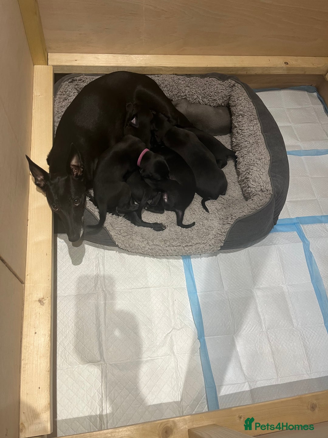 Whippet dogs for sale: 🐾 KC Registered Black Whippet Puppies 🐾 - Image 28