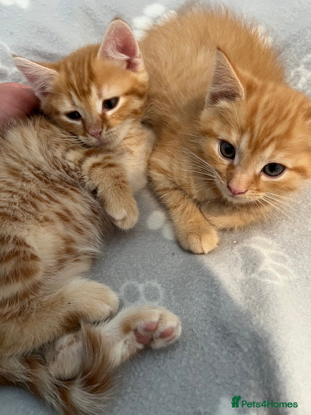 Persian cats for sale: Cute Ginger Male Kittens For Sale  - Advert 2