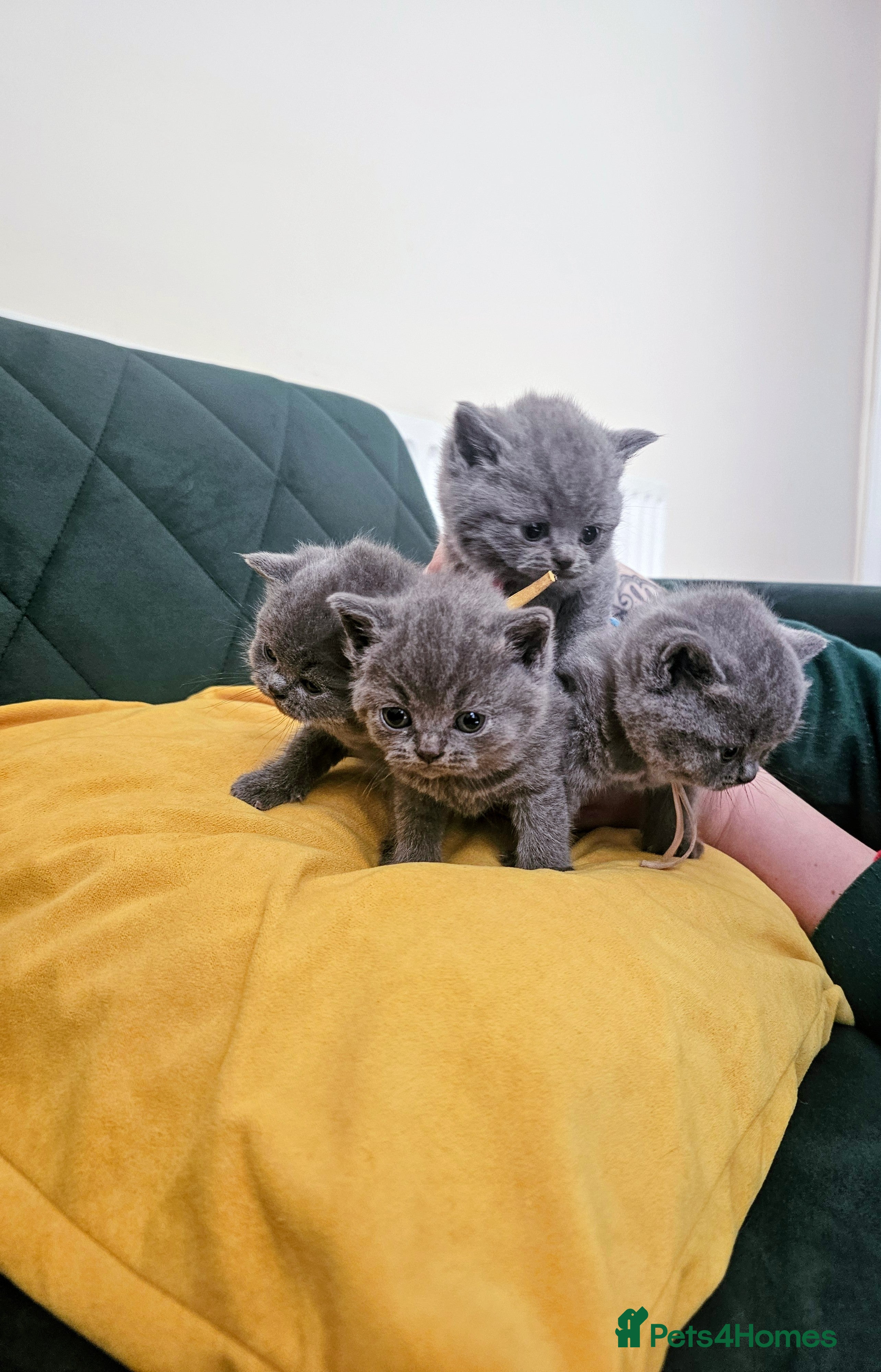 British Shorthair cats British Shorthair kittens ( pedigree) - Advert 3