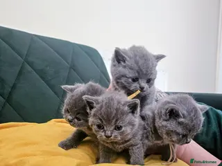 British Shorthair cats British Shorthair kittens ( pedigree) - Advert 8