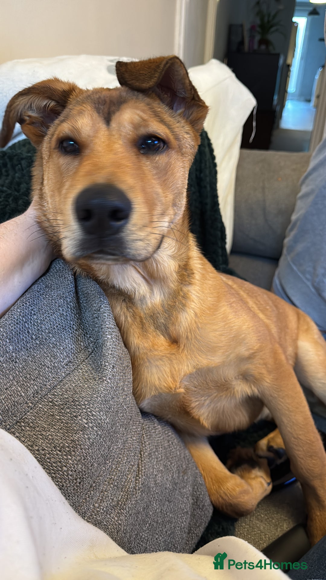 Mixed Breed dogs for sale: Loving and energetic  - Advert 5