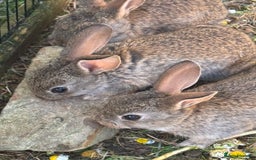 English rabbits for sale: 7 baby rabbits - Image 4