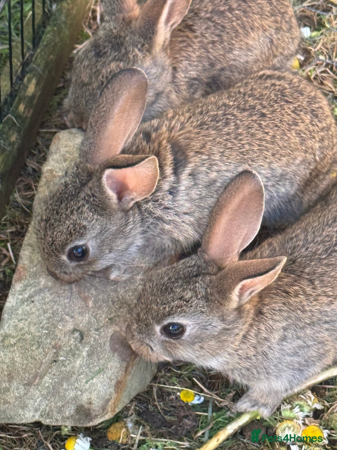 English rabbits for sale: 7 baby rabbits - Image 4