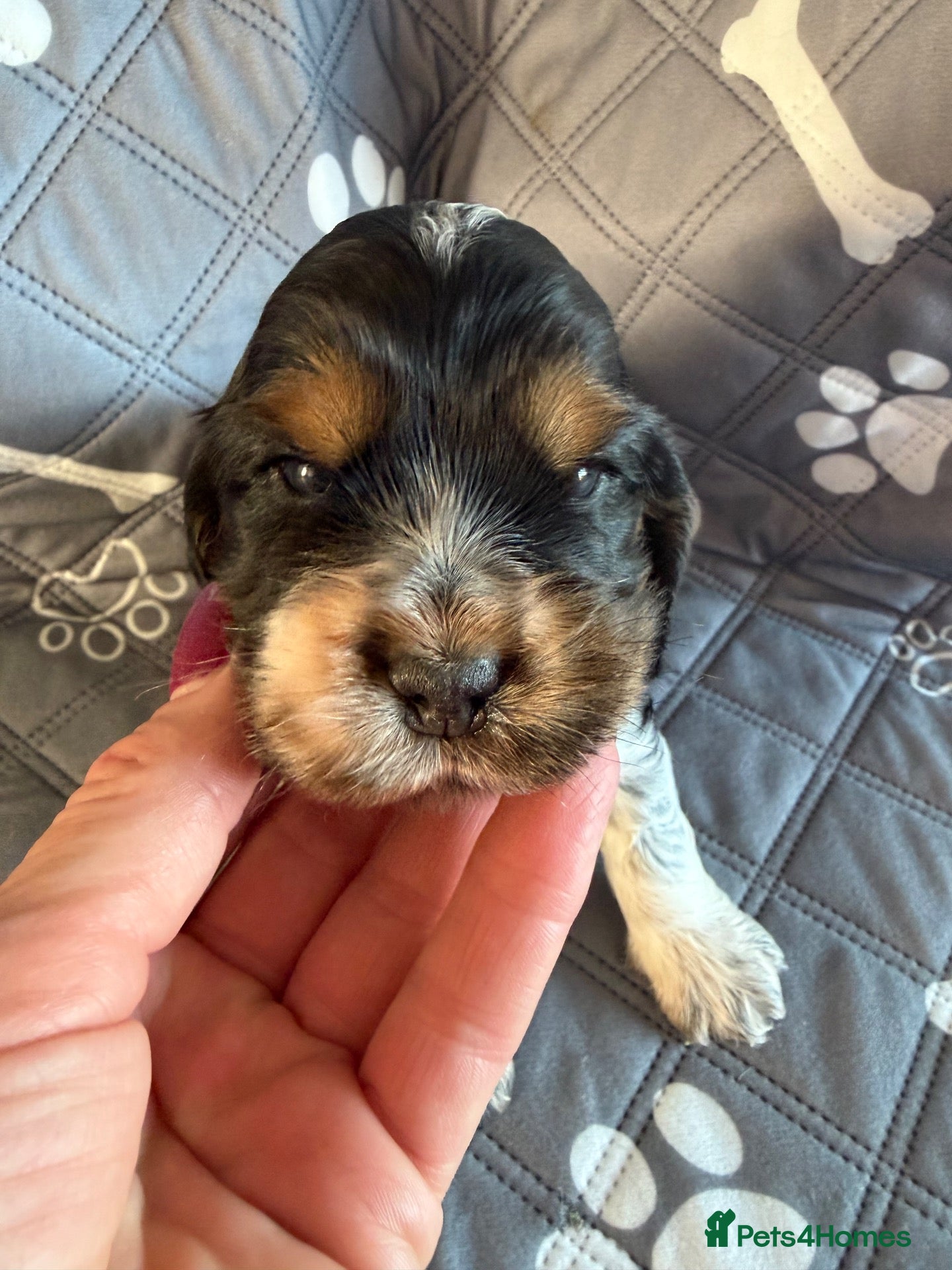 Cocker Spaniel dogs Stunning show type Cocker spaniel puppies  - Advert 2