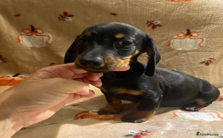 Dachshund dogs - Advert 10