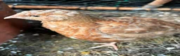 Quail poultry for sale: Amazing selection of celedon quail - Advert 4