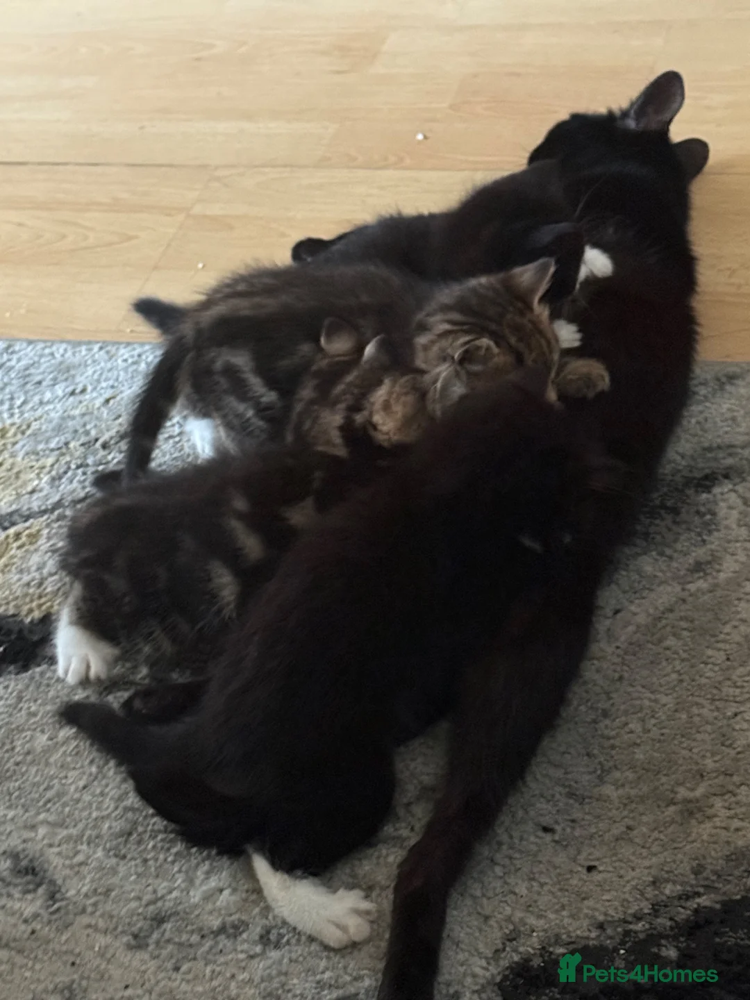Mixed Breed cats for sale: Adorable Kittens Ready for Their Forever Homes🐾 - Advert 2