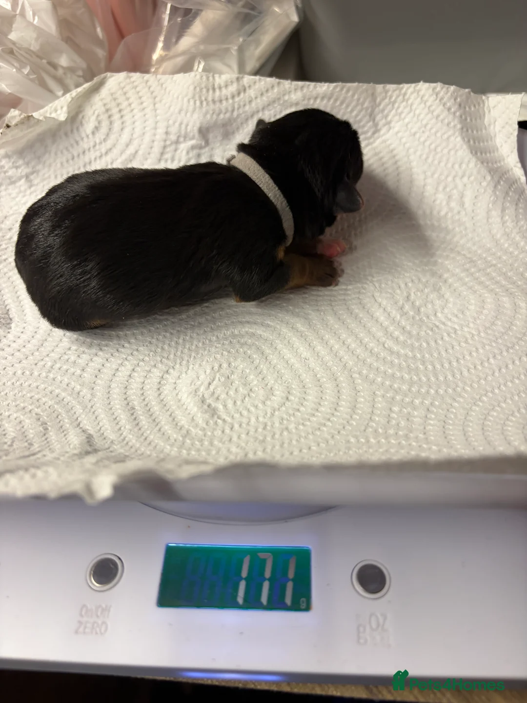 Jack Russell dogs for sale: Jack Russell  - Advert 2